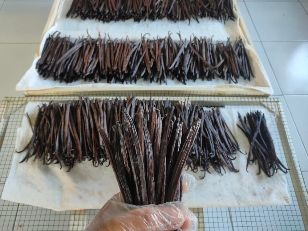 Bourbon-Vanille – Ikani